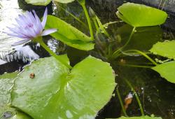 Nymphaea capensis. Diurnal flower opening.
 Image: K.A. Ford © Landcare Research 2019 CC BY 3.0 NZ